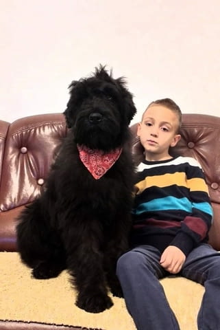 Кученца черен руски териер Black Terrier, 2 Months, Vaccinated - Yes - city of Izvun Bulgaria | Dogs - снимка 12