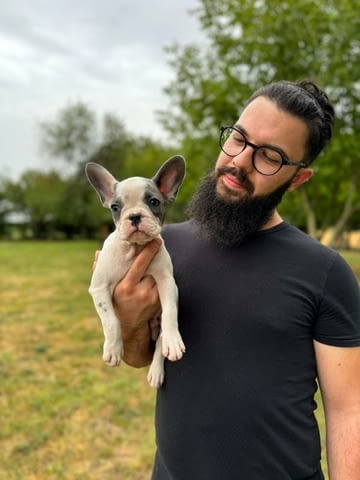 Кученца френски булдог French Bulldog, Vaccinated - Yes, Dewormed - Yes - city of Izvun Bulgaria | Dogs - снимка 2