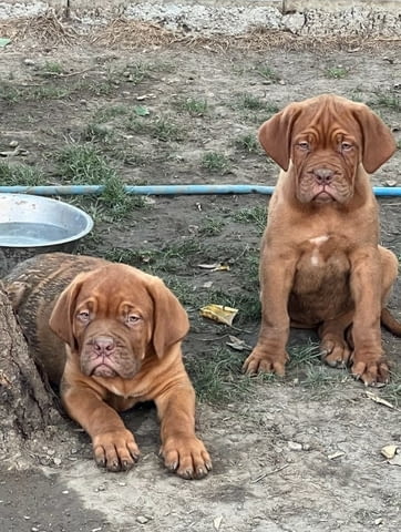 Дог от Бордо кученца Dog of Bordo, Vaccinated - Yes, Dewormed - Yes - city of Izvun Bulgaria | Dogs - снимка 1