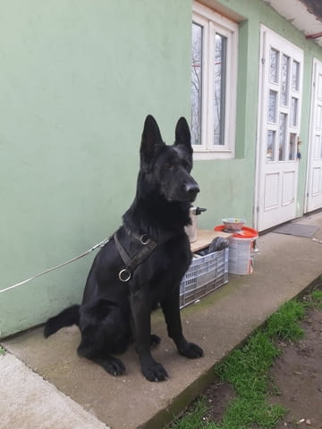 Черна немска овчарка кученца German Shepherd, Vaccinated - Yes, Dewormed - Yes - city of Izvun Bulgaria | Dogs - снимка 2