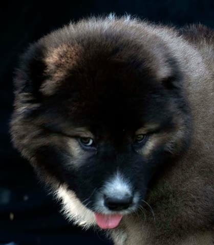 Кавказка овчарка кученца Caucasian shepherd, Vaccinated - Yes, Dewormed - No - city of Izvun Bulgaria | Dogs - снимка 1