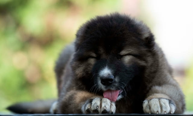 Кавказка овчарка кученца Caucasian shepherd, Vaccinated - Yes, Dewormed - No - city of Izvun Bulgaria | Dogs - снимка 2