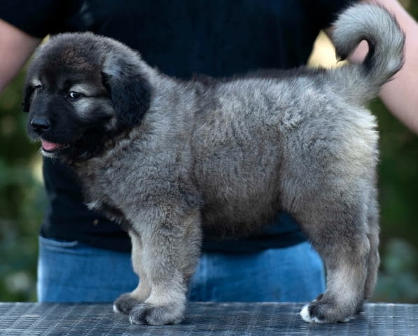 Кавказка овчарка кученца Caucasian shepherd, Vaccinated - Yes, Dewormed - No - city of Izvun Bulgaria | Dogs - снимка 3