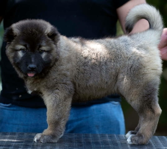 Кавказка овчарка кученца Caucasian shepherd, Vaccinated - Yes, Dewormed - No - city of Izvun Bulgaria | Dogs - снимка 4