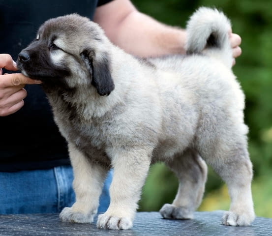 Кавказка овчарка кученца Caucasian shepherd, Vaccinated - Yes, Dewormed - No - city of Izvun Bulgaria | Dogs - снимка 5