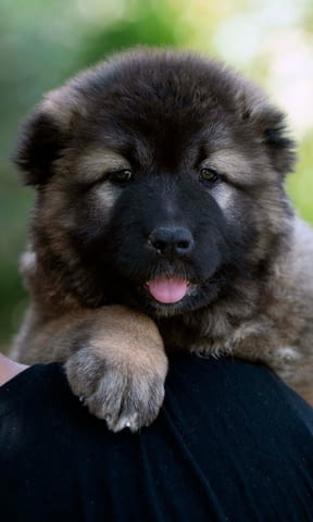 Кавказка овчарка кученца Caucasian shepherd, Vaccinated - Yes, Dewormed - No - city of Izvun Bulgaria | Dogs - снимка 6