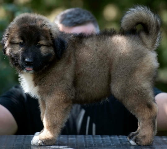 Кавказка овчарка кученца Caucasian shepherd, Vaccinated - Yes, Dewormed - No - city of Izvun Bulgaria | Dogs - снимка 7