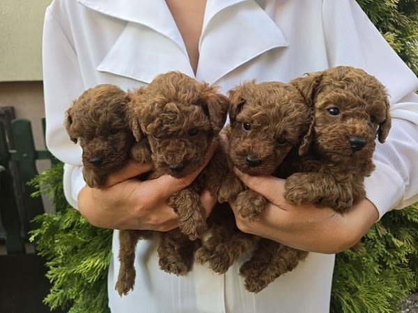 TOY Red Poodles - продавам кученца Toy Poodle, 1 Month - city of Izvun Bulgaria | Dogs - снимка 1