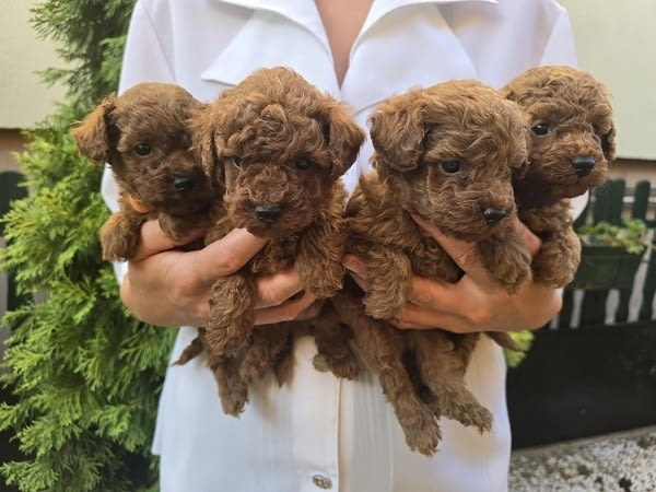 TOY Red Poodles - продавам кученца Toy Poodle, 1 Month - city of Izvun Bulgaria | Dogs - снимка 2