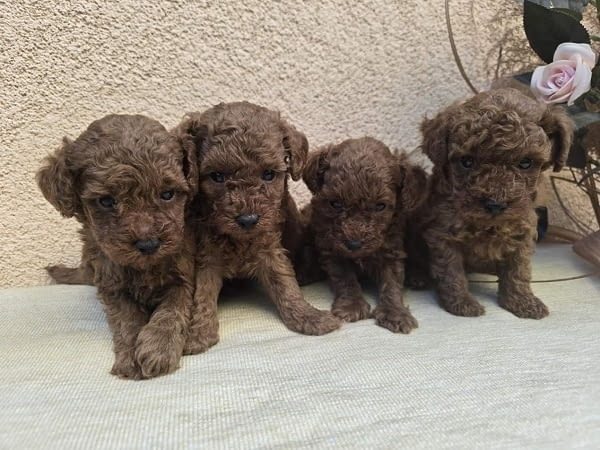 TOY Red Poodles - продавам кученца Toy Poodle, 1 Month - city of Izvun Bulgaria | Dogs - снимка 3