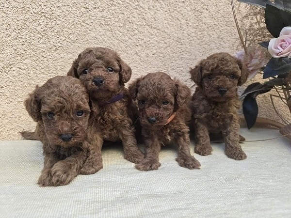 TOY Red Poodles - продавам кученца Toy Poodle, 1 Month - city of Izvun Bulgaria | Dogs - снимка 4