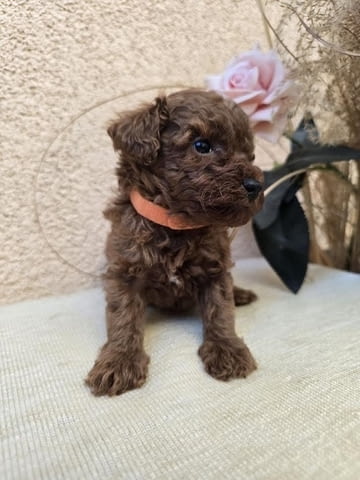 TOY Red Poodles - продавам кученца Toy Poodle, 1 Month - city of Izvun Bulgaria | Dogs - снимка 5