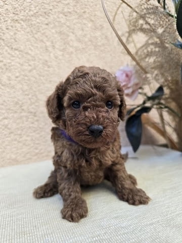 TOY Red Poodles - продавам кученца Toy Poodle, 1 Month - city of Izvun Bulgaria | Dogs - снимка 6