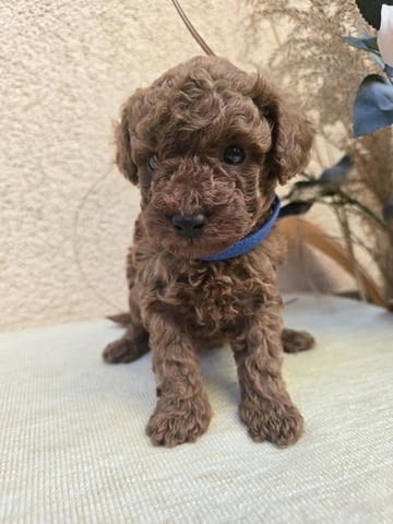 TOY Red Poodles - продавам кученца Пудел той, 1 месец - град Извън България | Кучета - снимка 7