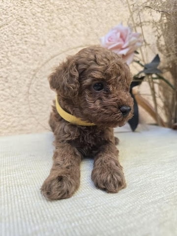 TOY Red Poodles - продавам кученца Toy Poodle, 1 Month - city of Izvun Bulgaria | Dogs - снимка 8