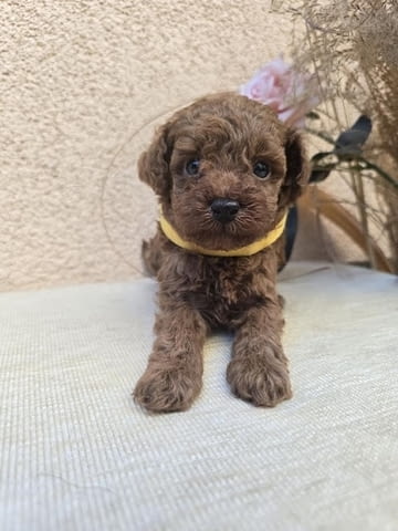 TOY Red Poodles - продавам кученца Toy Poodle, 1 Month - city of Izvun Bulgaria | Dogs - снимка 9