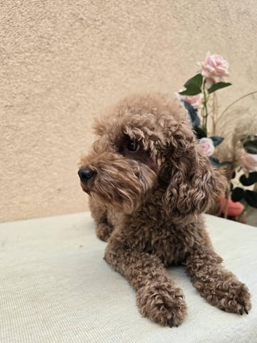 TOY Red Poodles - продавам кученца Toy Poodle, 1 Month - city of Izvun Bulgaria | Dogs - снимка 10