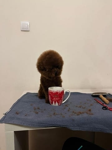 TOY Red Poodles - продавам кученца Toy Poodle, 1 Month - city of Izvun Bulgaria | Dogs - снимка 12