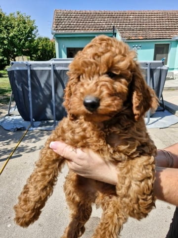 Миниатюрен пудел кученца Toy Poodle, Vaccinated - Yes, Dewormed - Yes - city of Izvun Bulgaria | Dogs - снимка 1