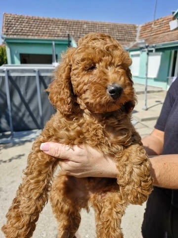 Миниатюрен пудел кученца Toy Poodle, Vaccinated - Yes, Dewormed - Yes - city of Izvun Bulgaria | Dogs - снимка 2