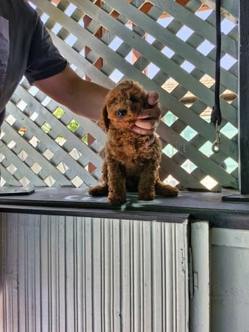 Миниатюрен пудел кученца Toy Poodle, Vaccinated - Yes, Dewormed - Yes - city of Izvun Bulgaria | Dogs - снимка 3