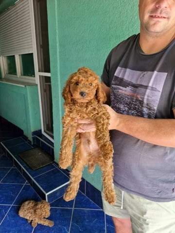 Миниатюрен пудел кученца Toy Poodle, Vaccinated - Yes, Dewormed - Yes - city of Izvun Bulgaria | Dogs - снимка 4