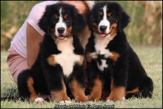 Бернска планина кученца - Бернски зененхунд Bernese Mountain Dog, Vaccinated - Yes, Dewormed - Yes - city of Izvun Bulgaria | Dogs - снимка 1