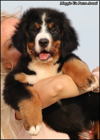 Бернска планина кученца - Бернски зененхунд Bernese Mountain Dog, Vaccinated - Yes, Dewormed - Yes - city of Izvun Bulgaria | Dogs - снимка 2