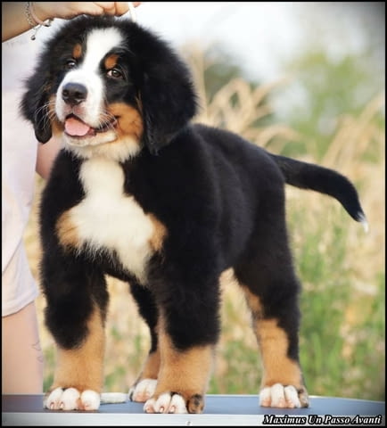 Бернска планина кученца - Бернски зененхунд Bernese Mountain Dog, Vaccinated - Yes, Dewormed - Yes - city of Izvun Bulgaria | Dogs - снимка 4