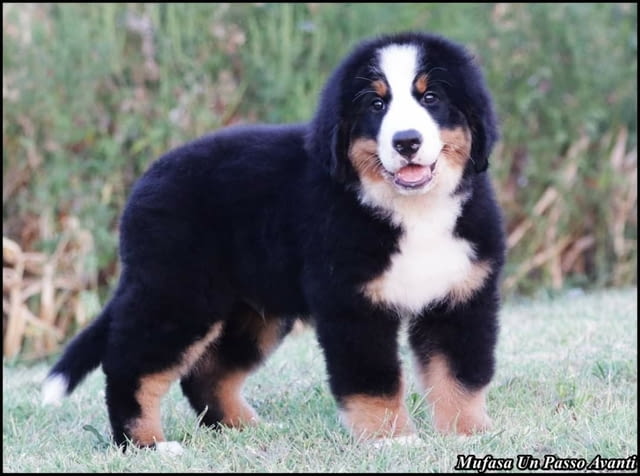 Бернска планина кученца - Бернски зененхунд Bernese Mountain Dog, Vaccinated - Yes, Dewormed - Yes - city of Izvun Bulgaria | Dogs - снимка 5