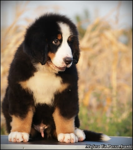 Бернска планина кученца - Бернски зененхунд Bernese Mountain Dog, Vaccinated - Yes, Dewormed - Yes - city of Izvun Bulgaria | Dogs - снимка 6