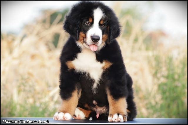 Бернска планина кученца - Бернски зененхунд Bernese Mountain Dog, Vaccinated - Yes, Dewormed - Yes - city of Izvun Bulgaria | Dogs - снимка 7