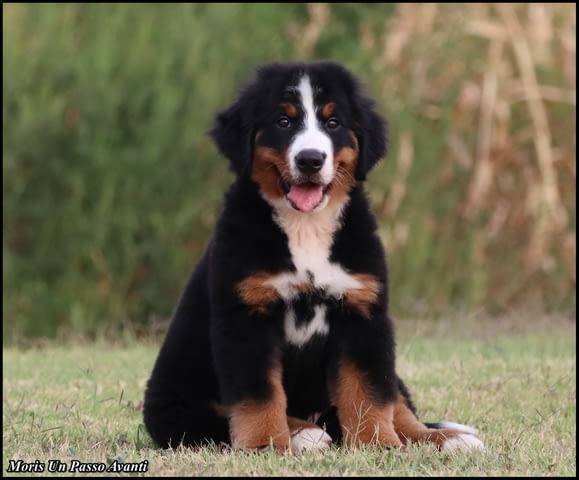 Бернска планина кученца - Бернски зененхунд Bernese Mountain Dog, Vaccinated - Yes, Dewormed - Yes - city of Izvun Bulgaria | Dogs - снимка 8