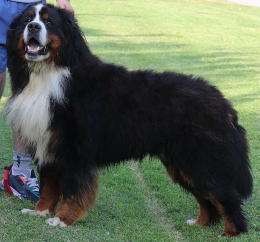 Бернска планина кученца - Бернски зененхунд Bernese Mountain Dog, Vaccinated - Yes, Dewormed - Yes - city of Izvun Bulgaria | Dogs - снимка 9