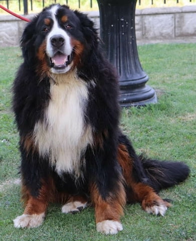 Бернска планина кученца - Бернски зененхунд Bernese Mountain Dog, Vaccinated - Yes, Dewormed - Yes - city of Izvun Bulgaria | Dogs - снимка 11