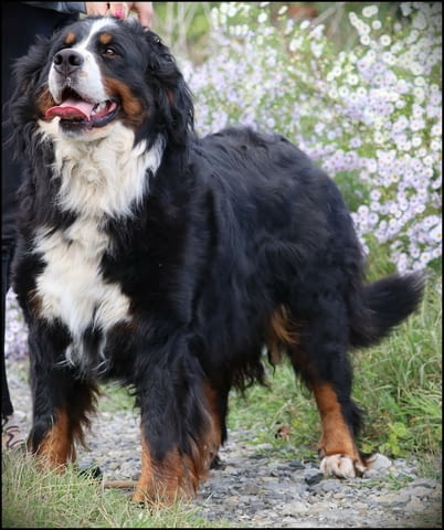 Бернска планина кученца - Бернски зененхунд Bernese Mountain Dog, Vaccinated - Yes, Dewormed - Yes - city of Izvun Bulgaria | Dogs - снимка 12