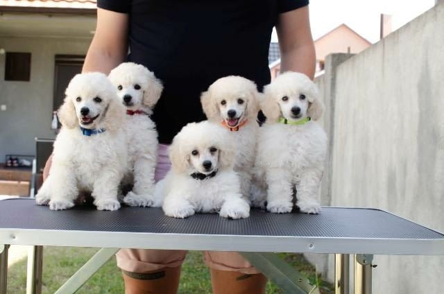 Миниатюрни кученца пудел Mini Poodle, Vaccinated - Yes - city of Sofia | Dogs - снимка 1