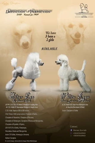 Миниатюрни кученца пудел Mini Poodle, Vaccinated - Yes - city of Sofia | Dogs - снимка 2