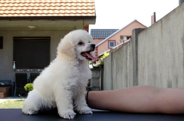 Миниатюрни кученца пудел Mini Poodle, Vaccinated - Yes - city of Sofia | Dogs - снимка 3