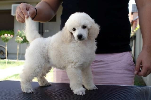 Миниатюрни кученца пудел Mini Poodle, Vaccinated - Yes - city of Sofia | Dogs - снимка 4