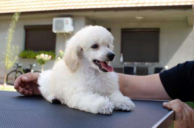 Миниатюрни кученца пудел Mini Poodle, Vaccinated - Yes - city of Sofia | Dogs - снимка 5