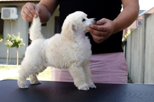 Миниатюрни кученца пудел Mini Poodle, Vaccinated - Yes - city of Sofia | Dogs - снимка 6