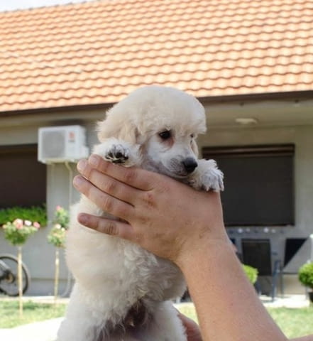 Миниатюрни кученца пудел Mini Poodle, Vaccinated - Yes - city of Sofia | Dogs - снимка 7