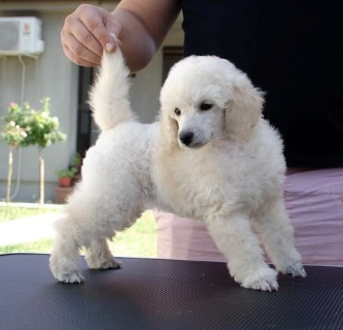 Миниатюрни кученца пудел Mini Poodle, Vaccinated - Yes - city of Sofia | Dogs - снимка 8