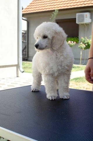 Миниатюрни кученца пудел Mini Poodle, Vaccinated - Yes - city of Sofia | Dogs - снимка 9