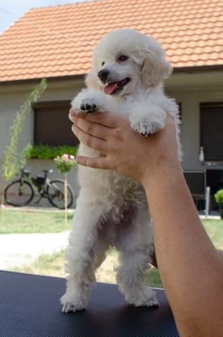 Миниатюрни кученца пудел Mini Poodle, Vaccinated - Yes - city of Sofia | Dogs - снимка 10