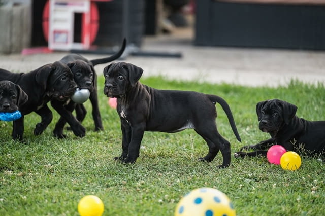 Кане Корсо кученца Kanekorso, Vaccinated - Yes, Dewormed - Yes - city of Izvun Bulgaria | Dogs - снимка 4