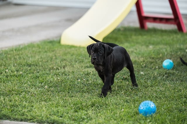 Кане Корсо кученца Kanekorso, Vaccinated - Yes, Dewormed - Yes - city of Izvun Bulgaria | Dogs - снимка 5