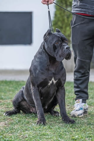 Кане Корсо кученца Kanekorso, Vaccinated - Yes, Dewormed - Yes - city of Izvun Bulgaria | Dogs - снимка 8