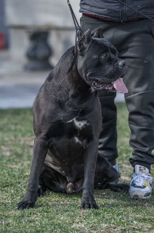 Кане Корсо кученца Kanekorso, Vaccinated - Yes, Dewormed - Yes - city of Izvun Bulgaria | Dogs - снимка 9